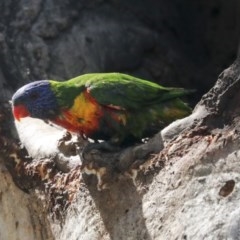 Trichoglossus moluccanus at Cook, ACT - 1 Dec 2020