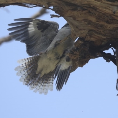 Dacelo novaeguineae (Laughing Kookaburra) at Cook, ACT - 1 Dec 2020 by AlisonMilton