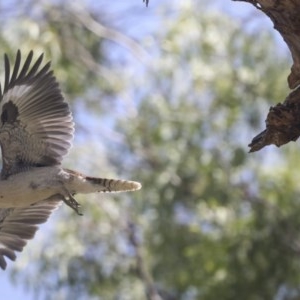 Dacelo novaeguineae at Cook, ACT - 1 Dec 2020 12:42 PM