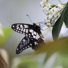 Papilio anactus (Dainty Swallowtail) at Cook, ACT - 1 Dec 2020 by AlisonMilton