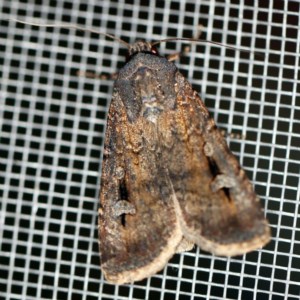 Agrotis infusa at O'Connor, ACT - 2 Dec 2020