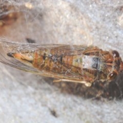 Yoyetta celis (Silver Princess Cicada) at Bruce, ACT - 30 Nov 2020 by Harrisi