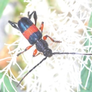 Obrida fascialis at Jerrabomberra, NSW - 29 Nov 2020