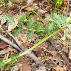 Acaena echinata at Cook, ACT - 30 Nov 2020