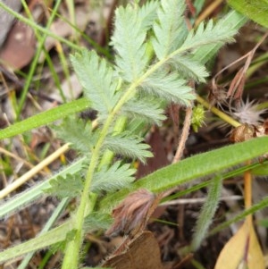 Acaena echinata at Cook, ACT - 30 Nov 2020