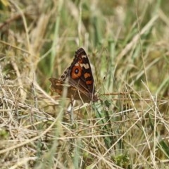 Junonia villida at Isabella Plains, ACT - 2 Dec 2020