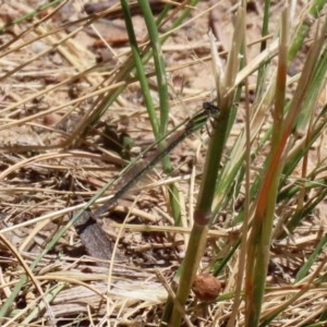 Ischnura aurora at Bonython, ACT - 2 Dec 2020 12:26 PM