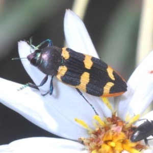 Castiarina interstitialis at Brindabella, NSW - 29 Nov 2020