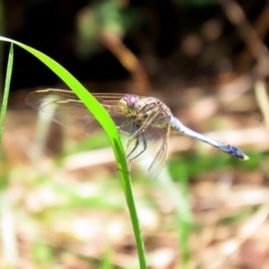 Orthetrum caledonicum at Bonython, ACT - 2 Dec 2020