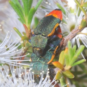 Castiarina kerremansi at Jerrabomberra, NSW - 30 Nov 2020