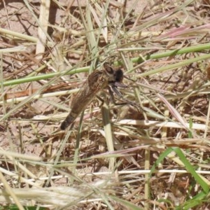 Bathypogon sp. (genus) at Bonython, ACT - 2 Dec 2020