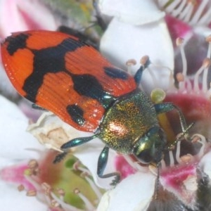 Castiarina delectabilis at Tinderry, NSW - 29 Nov 2020