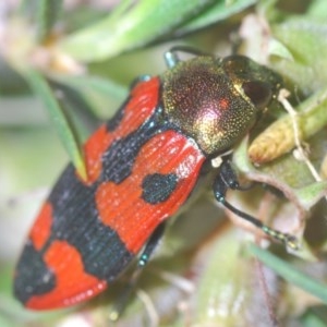 Castiarina delectabilis at Tinderry, NSW - 29 Nov 2020