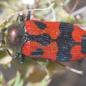 Castiarina delectabilis at Tinderry, NSW - 29 Nov 2020