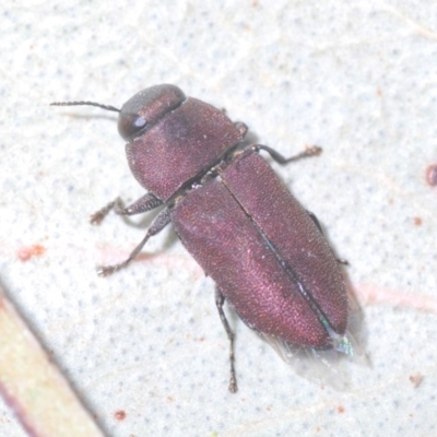 Anilara angusta (A jewel beetle) at Deakin, ACT - 30 Nov 2020 by Harrisi