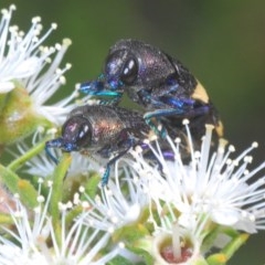Castiarina vicina (Vicina jewel beetle) at Mount Jerrabomberra - 30 Nov 2020 by Harrisi