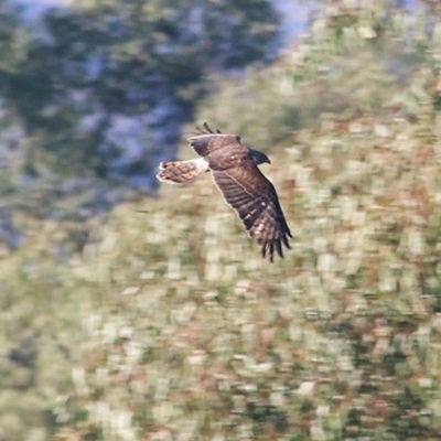 Circus approximans (Swamp Harrier) at Splitters Creek, NSW - 30 Nov 2020 by KylieWaldon