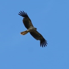 Haliastur sphenurus (Whistling Kite) at Albury - 30 Nov 2020 by KylieWaldon