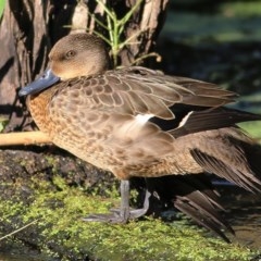 Anas castanea (Chestnut Teal) at Splitters Creek, NSW - 29 Nov 2020 by Kyliegw