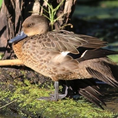 Anas castanea (Chestnut Teal) at Splitters Creek, NSW - 29 Nov 2020 by Kyliegw