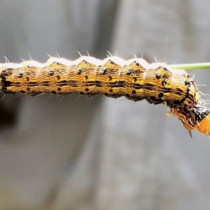 Noctuidae unclassified IMMATURE moth at Booth, ACT - 2 Dec 2020