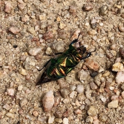 Lamprima aurata (Golden stag beetle) at Booth, ACT - 2 Dec 2020 by KMcCue