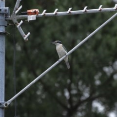 Todiramphus sanctus (Sacred Kingfisher) at Penrose - 25 Nov 2020 by Aussiegall