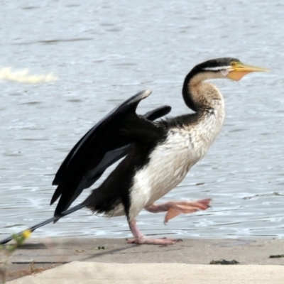 Anhinga novaehollandiae (Australasian Darter) at Coombs Ponds - 2 Dec 2020 by Hutch68