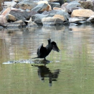 Phalacrocorax sulcirostris at Coombs, ACT - 3 Dec 2020