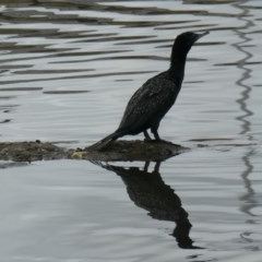 Phalacrocorax sulcirostris at Coombs, ACT - 3 Dec 2020