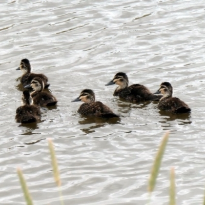 Anas superciliosa (Pacific Black Duck) at Coombs Ponds - 2 Dec 2020 by Hutch68