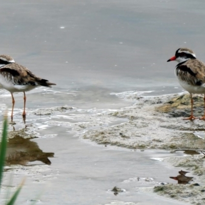 Charadrius melanops (Black-fronted Dotterel) at Coombs, ACT - 3 Dec 2020 by Hutch68