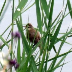 Acrocephalus australis (Australian Reed-Warbler) at Coombs Ponds - 2 Dec 2020 by Hutch68