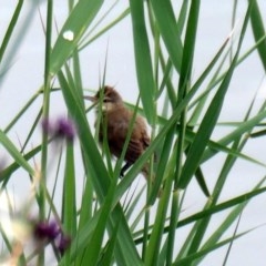 Acrocephalus australis (Australian Reed-Warbler) at Coombs, ACT - 3 Dec 2020 by Hutch68