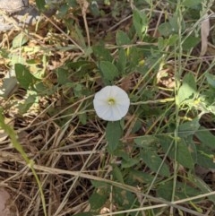 Convolvulus arvensis (Bindweed) at Wodonga Regional Park - 3 Dec 2020 by ChrisAllen