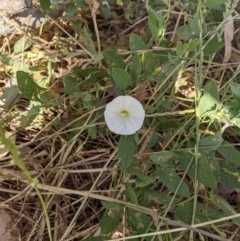 Convolvulus arvensis (Bindweed) at Wodonga Regional Park - 2 Dec 2020 by ChrisAllen