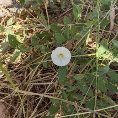 Convolvulus arvensis (Bindweed) at Wodonga Regional Park - 3 Dec 2020 by ChrisAllen