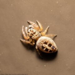 Opisthoncus sexmaculatus (Six-marked jumping spider) at Acton, ACT - 2 Dec 2020 by Roger