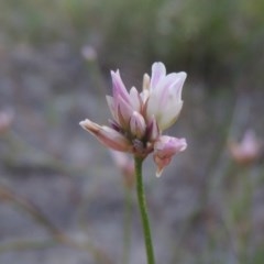 Laxmannia gracilis (Slender Wire Lily) at Tuggeranong Hill - 30 Nov 2020 by MichaelBedingfield