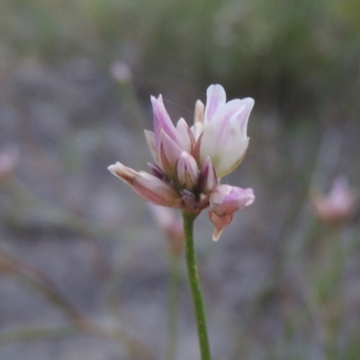 Laxmannia gracilis (Slender Wire Lily) at Tuggeranong Hill - 30 Nov 2020 by MichaelBedingfield