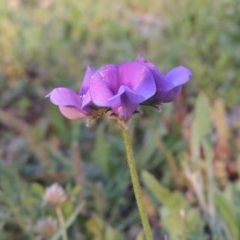 Swainsona behriana (Behr's Swainson-Pea) at Conder, ACT - 20 Oct 2020 by MichaelBedingfield