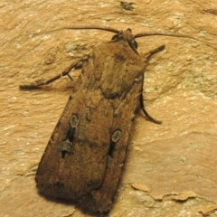 Agrotis infusa (Bogong Moth, Common Cutworm) at Pollinator-friendly garden Conder - 10 Nov 2020 by michaelb