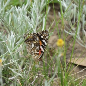 Vanessa kershawi at Symonston, ACT - 3 Dec 2020 08:40 AM