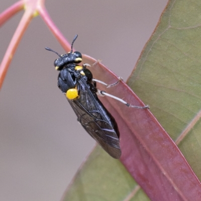 Pergagrapta bicolor (A sawfly) at Acton, ACT - 2 Dec 2020 by WHall