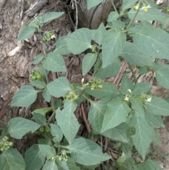 Solanum nigrum (Black Nightshade) at Downer, ACT - 3 Dec 2020 by abread111