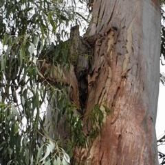 Apis mellifera (European honey bee) at Australian National University - 3 Dec 2020 by SaulC