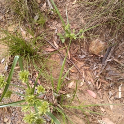 Cyperus eragrostis (Umbrella Sedge) at Mount Majura - 3 Dec 2020 by abread111