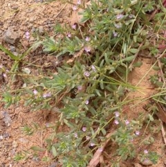 Lythrum hyssopifolia (Small Loosestrife) at Mount Majura - 3 Dec 2020 by abread111