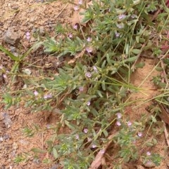 Lythrum hyssopifolia (Small Loosestrife) at Downer, ACT - 3 Dec 2020 by abread111