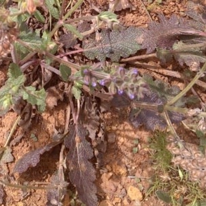 Salvia verbenaca var. verbenaca at Hackett, ACT - 3 Dec 2020 11:12 AM